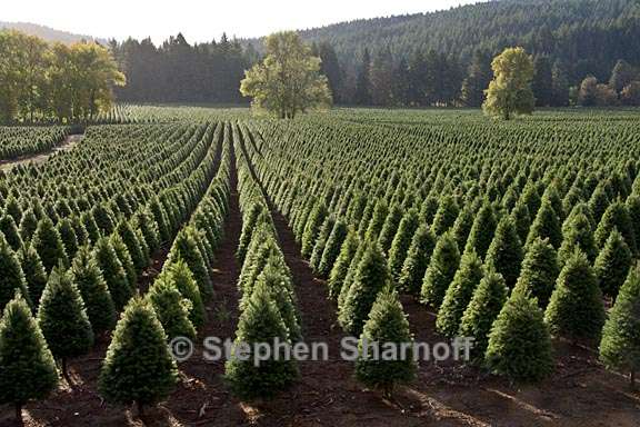 christmas tree farm 2 graphic